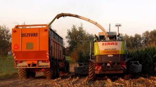 Loonbedrijf Lippens mais hakselen 2011 Claas jaguar 870 [upl. by Duleba]