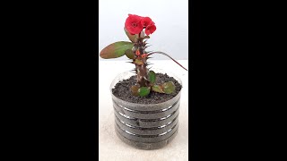 Easy way to make and grow Cuttings of Euphorbia miliishorts [upl. by Oiragelo22]