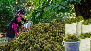 Harvesting chestnuts and making chestnut soup in the village  life in the village of Azerbaijan [upl. by Aeslehs737]