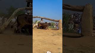 Old Flour mill Operating With 2 Bulls fast Speed shorts shortsfeed shortvideoviralvideo viral [upl. by Israel]