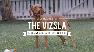 ALL ABOUT VIZSLA HUNGARIAN SPORTING DOG [upl. by Peirsen]