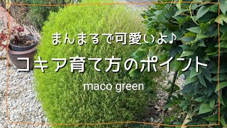 【育て方】コキアの育て方🌱ポイントまとめました🌱こぼれ種 [upl. by Meibers]