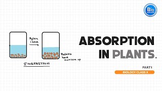 Absorption in plants Part 1  BioSimplified [upl. by Amliw]