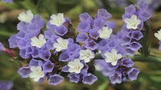 How to Grow Sea Lavender Limonium [upl. by Aiela727]