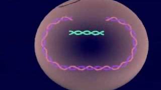 Virus Lysogenic amp Lytic Cycle [upl. by Issej]