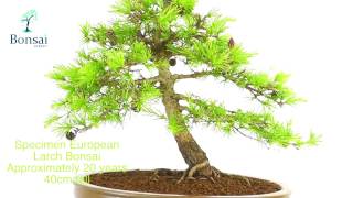 Larch Bonsai Tree Specimen [upl. by Astor530]