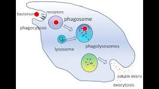 Innate immunity  Phagocytosis process  NK cells [upl. by Argyres]