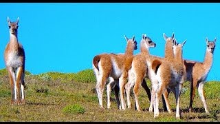 GUANACO QUE GRITATORRES DEL PAINE2013 [upl. by Nivlem]