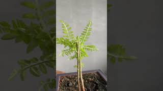 Jacaranda Bonsai 4 Starting to get branches Two weeks after trunk chopped One year old [upl. by Orr]