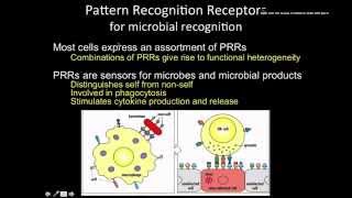 Immunology the Innate immunity phagocytic receptors [upl. by Naynek465]