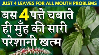 बस चार पत्ते चबाते ही मुँह की सारी परेशानी खत्म Just four leaves for all mouth problems Chirchita [upl. by Olympias]