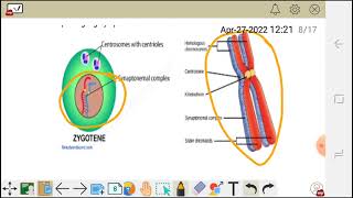 Cell division meiosis 1 prophase Ileptotene Zygotenepachytene diplotene and diakinesis [upl. by Eciralc]