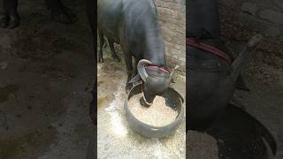 🐂buffalo reaction video shorts buffalo india Balaji dairy farm Nanor 🐂 [upl. by Ecertap346]