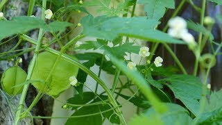 quotLove in a Puffquot a Delicate and Unusual Flowering Vine [upl. by Ayamat964]