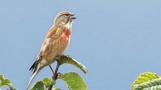 Bird Song  The Linnet [upl. by Griselda413]