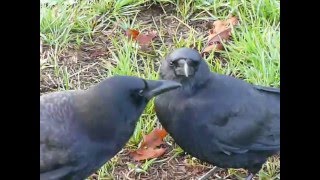 A crow allopreens around the eyes of his mate [upl. by Mackintosh79]