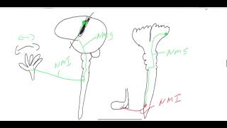 MOTRICIDADE 1NEURÔNIO MOTOR SUPERIOR E INFERIOR UNIDADE MOTORA [upl. by Birkner]