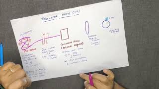 TROCHLEAR NERVECRANIAL NERVE IV  COURSE AND DISTRIBUTION DIAGRAM IN TAMIL [upl. by Cobby447]