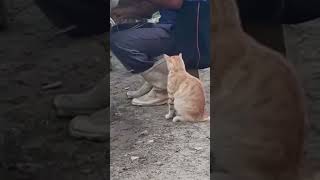 Mira lo que este gatito hizo 🫢 humor viralvideo [upl. by Crispa]