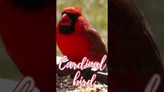 🐦red cardinal bird  cardinal bird calls  bird sounds cardinal cardinal bird birdsounds shorts [upl. by Heid799]