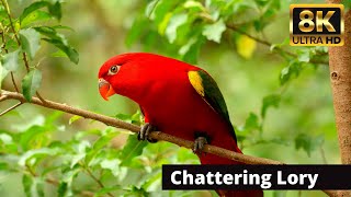 Chattering Lory Parrot Bird in 4K Ultra HD HDR Video  North Maluku Indonesia [upl. by Tihor440]