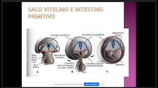 Embriología II C8 Cavidades Corporales Membranas serosas del Organismo Mesenterio y Diafragma [upl. by Nyleikcaj]