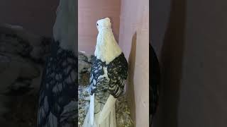 حمام زينةحمام ستنيت حمام بلوندنيتFancy pigeonsatinette pigeon [upl. by Yntirb]