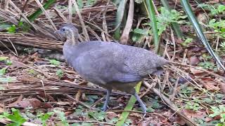 Macuco  Solitary Tinamou [upl. by Oibesue]