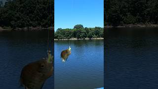 Pier fishing for bluegill [upl. by Aicelf]