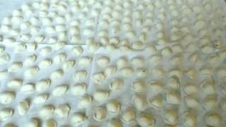 orecchiette baresi [upl. by Admama]