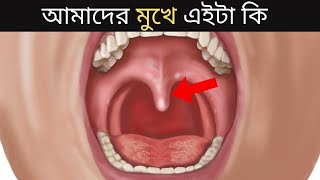 দেখুন আমাদের মুখের ভিতর এইটা কি  How to work Uvula  Functions of Uvula Bangla [upl. by Dilks626]