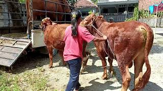 Oxen Yoke Susana Vieira sangei Buffalo x cavalo bull cowgirl fasion day jrot [upl. by Nyladnohr]