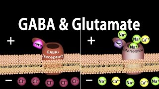 Neuroscience Basics GABA and Glutamate Animation [upl. by Eynenihc]