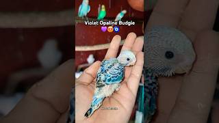 Violet opaline budgie 💜🧿shortsbirdsbudgieslovebirds [upl. by Netniuq]