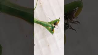 STRANGE STRONG BIG PREDATOR LOOKS LIKE ALIEN PRAYING MANTIS EATS SMALL WOODLICE entomology [upl. by Immak753]