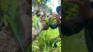 A man saw and surprise to see parrots nest on a tree part 02 wattlebird swiftparrot parrottree [upl. by Yrtnahc]