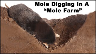 Watch a mole dig tunnels in the quotMole Farmquot Live Trapping Moles  Mousetrap Monday [upl. by Hillary]