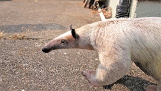 Aurora The Pet Anteater Goes For a Walk [upl. by Nevear]