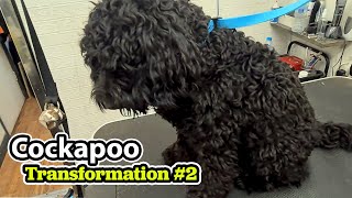 Cockapoo GROOMING Transformation 2 [upl. by Irbua]