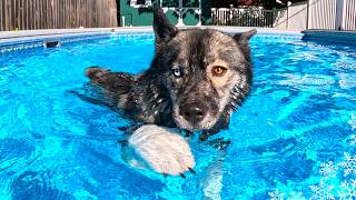 Will The Puppy Jump In the Pool First 💦 Husky Swimming Pool Party [upl. by Regine623]