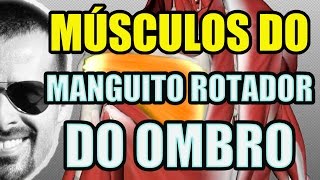 Vídeo Aula 119  Anatomia Humana  Sistema Muscular Músculos do Manguito Rotador do Ombro ações [upl. by Amihsat]