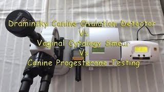 Comparing Draminsky Dog Ovulation detectorVaginal Cytology Canine progesterone test [upl. by Ulysses50]