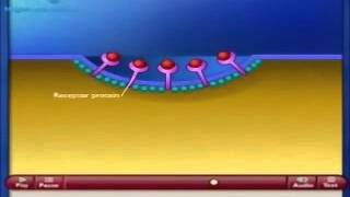 transporte vesicular [upl. by Windham]