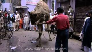 Muslims buy camel for qurbani on the occasion of Eid [upl. by Eiral863]