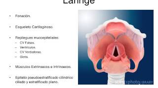 Histologia Sistema Respiratorio [upl. by Eram]