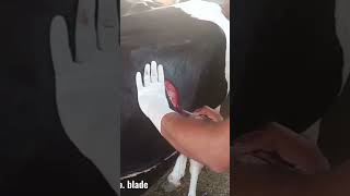 cutting cow body life cow [upl. by Cromwell]