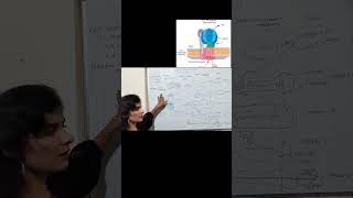 Structure of ATPase  ATP synthase  F0F1 complex  ATP synthase structure Complex V ATP synthase [upl. by Hetty]