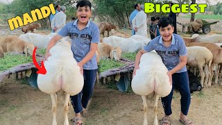 biggest chakki wala dumba lenay aay😍🐐 sahiwal cow mandivlog birds mandi cowmandi birdswalalarka [upl. by Eilraep]