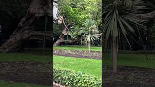 Whitehall Gardens  Supported Tree  Victoria Embankment London [upl. by Reuben]