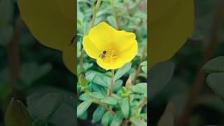 Rotala indica flower with Honey bee Little bee drinking honey Indian toothcup [upl. by Gitt221]